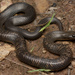 Blue-bellied Black Snake - Photo (c) Jesse Campbell, all rights reserved, uploaded by Jesse Campbell