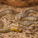 Woma Python - Photo (c) Jesse Campbell, all rights reserved, uploaded by Jesse Campbell