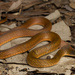Common Keelback - Photo (c) Jesse Campbell, all rights reserved, uploaded by Jesse Campbell