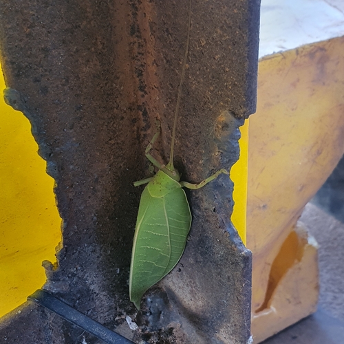 Blue-legged Sylvan Katydid