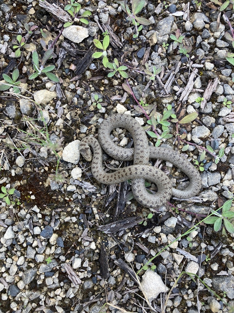 Coronella austriaca from Landaville, Grand Est, FR on 2024년 06월 22일 (토) at 01:51 오후 by mr_geeks · iNaturalist Coronella... 