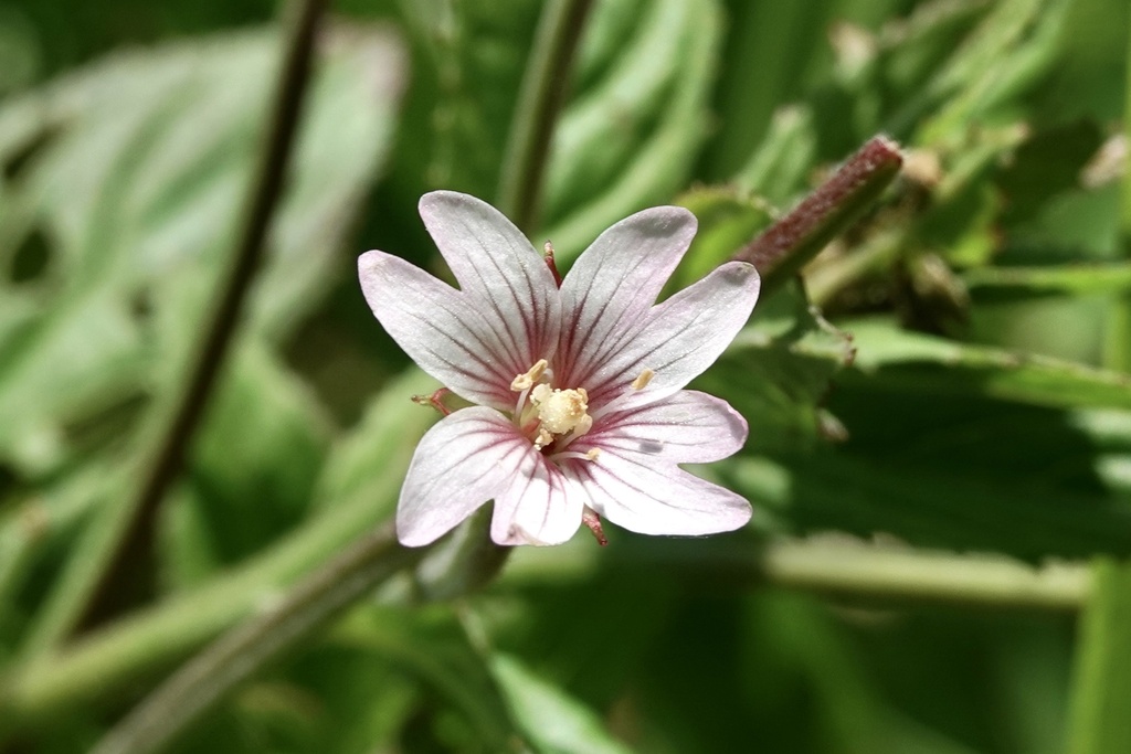 Epilobium roseum — a medium houseplant, prefers full sun light