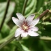Pale Willowherb - Photo (c) donchelu, all rights reserved, uploaded by donchelu