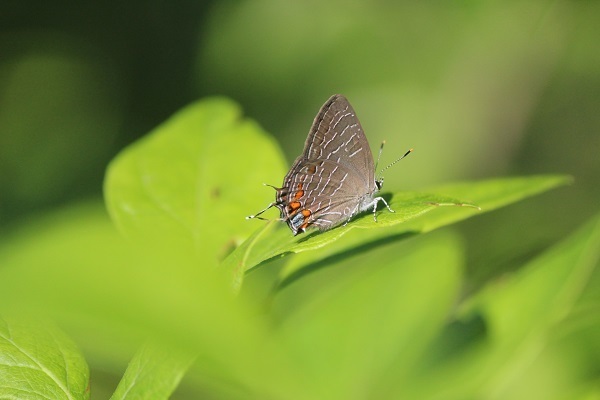 Striped Hairstreak in May 2019 by jbrown252 · iNaturalist