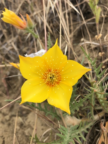 Lindley's Blazing Star