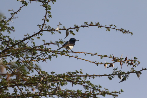 Variable Sunbird