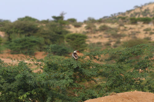 Northern Red-billed Hornbill