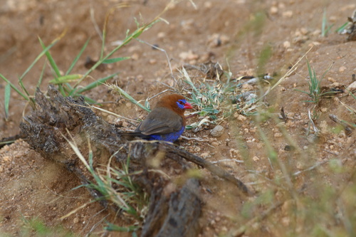 Purple Grenadier
