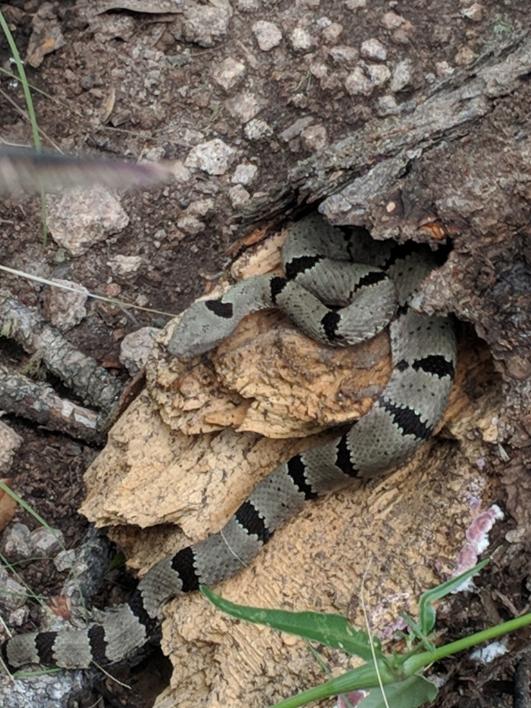 Banded Rock Rattlesnake in September 2018 by James Croft · iNaturalist