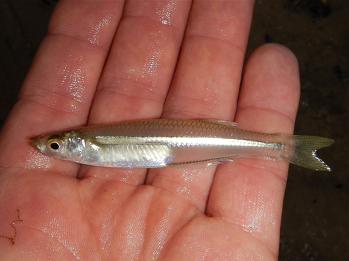 Atlantic Silverside