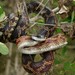 Western Ratsnake - Photo (c) dannysanders, all rights reserved