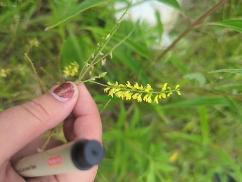 Yellow Sweetclover