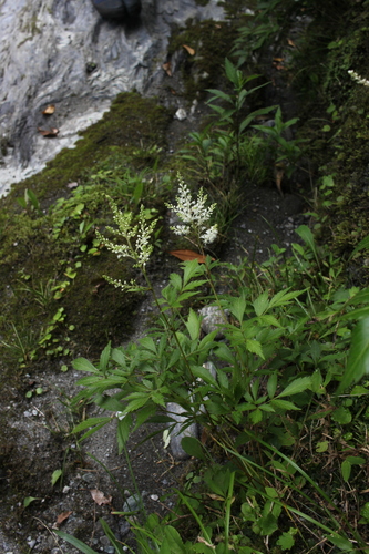 Astilbe japonica