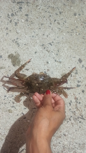 Blotched Swimming Crab
