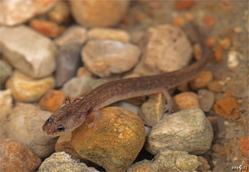 Georgetown salamander