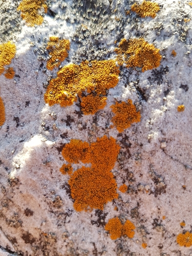 Puikioji geltonkerpė nuotrauka