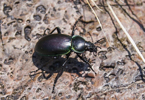 Calosoma atrovirens Chaudoir, 1869