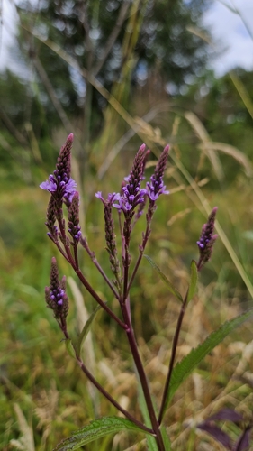 Verveine hastata 2