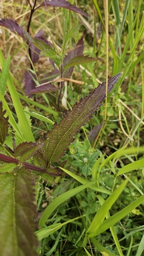 Verveine hastata 3