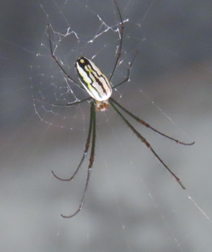 Orchard Spiders and Allies from 64VJ+Q7V, Las Lajas, Provincia de ...