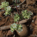 Horkelia tridentata - Photo (c) NatureShutterbug, todos los derechos reservados, subido por NatureShutterbug
