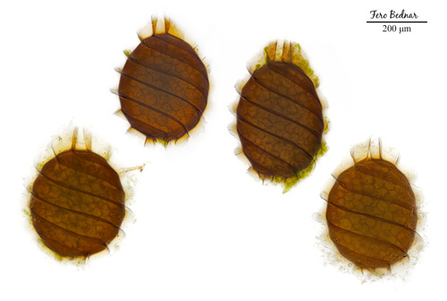 Nitella mucronata