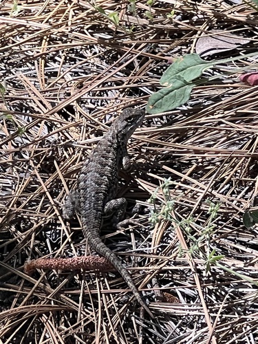 iNaturalist observation photo of Western Fence Lizard