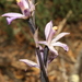 Limodorum trabutianum - Photo 由 Karim Chouchane 所上傳的 (c) Karim Chouchane，保留所有權利