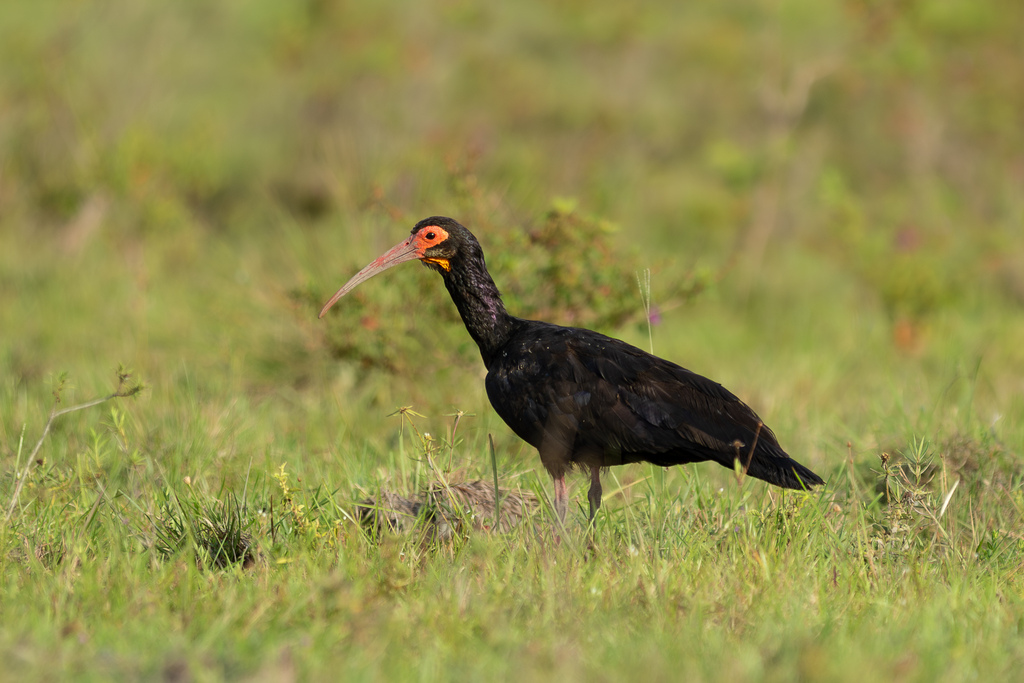 Sharp-tailed Ibis photo
