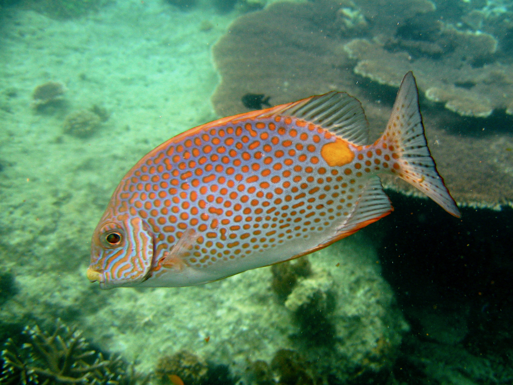 Dotted Rabbit Fish Golden Rabbitfish from Pulau Redang, 21090 Kuala Terengganu, Terengganu ...