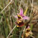Ophrys fuciflora dinarica - Photo 由 naturalist 所上傳的 (c) naturalist，保留所有權利