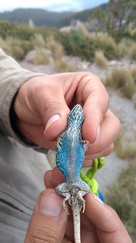 Trans Volcanic Bunchgrass Lizard