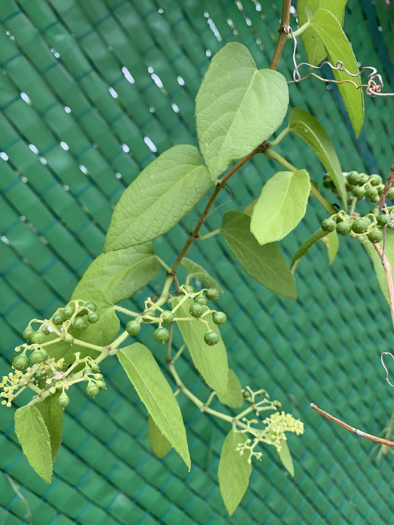 Possum grape from Calle 44 Norte, Playa del Carmen, Q. Roo., MX on July ...