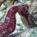 Observation photo