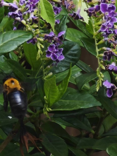 Appendiculate Carpenter Bee