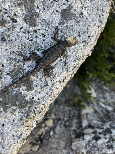 iNaturalist observation photo of Western Fence Lizard