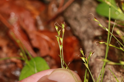Carex grallatoria