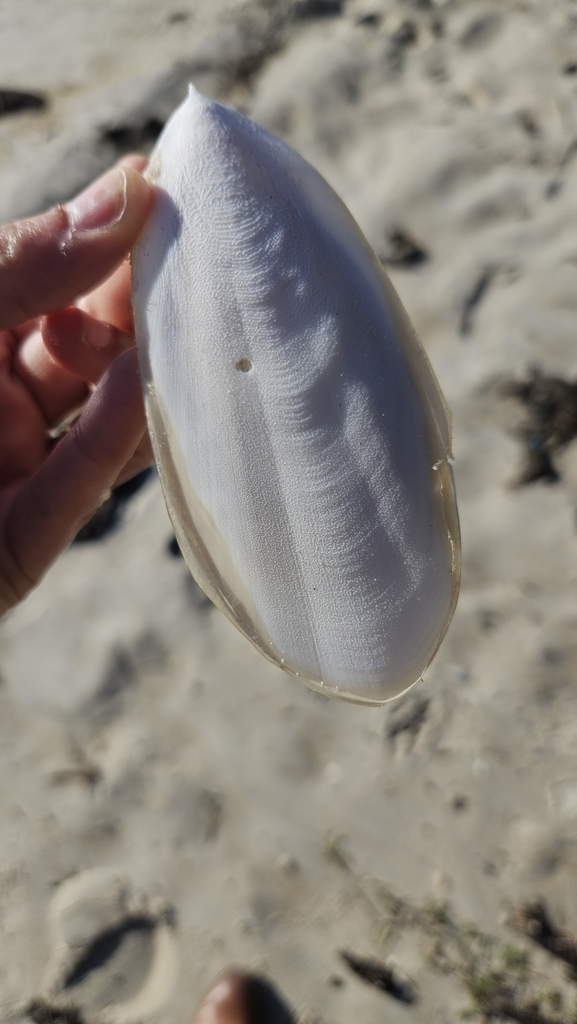 Cuttlefishes from Dromana VIC 3936, Australia on June 27, 2024 at 02:56 ...