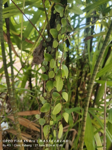 Dragon-Scale fern