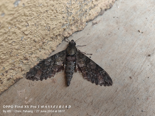 Meganoton nyctiphanes