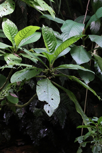 Cyrtandra yaeyamae