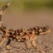 Moloch horridus - Photo (c) Jesse Campbell, όλα τα δικαιώματα διατηρούνται, uploaded by Jesse Campbell