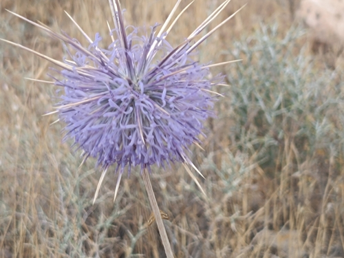 Horned globe thistle