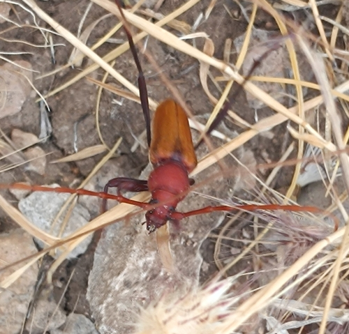Osphranteria suaveolens