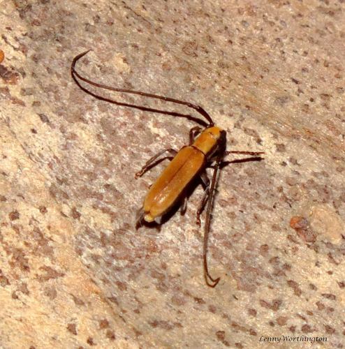 Eunidia lateralis