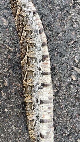 Puff Adder