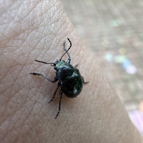 Colasposoma dauricum