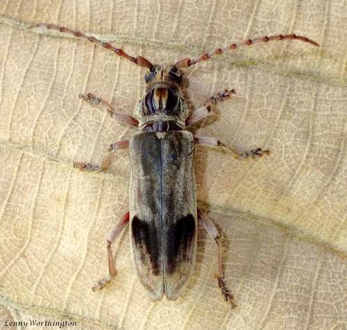 Rhytidodera mutabilis