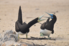 Brown Booby - Photo (c) nick_rogers, all rights reserved