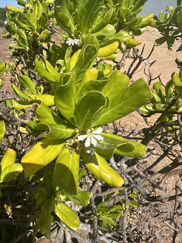 beach naupaka